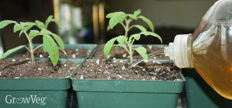 Homemade plant food